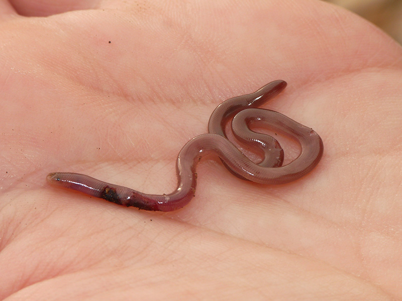 Serpente verme Typhlops vermicularis in Grecia